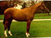 stallion Voltigeur du Bois (Selle Français, 1987, from Grand Veneur)