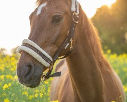 jumper Sissi 442 (Hanoverian, 1997, from Spartan)