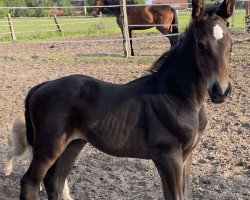 dressage horse Nennt mich Gegenwind (Westphalian, 2023, from Neros)