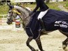 jumper Seeschwalbe Dree Boeken (Hanoverian, 2017, from Stakkato Gold)