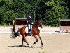 dressage horse Duke of Happiness 2 (Westphalian, 2018, from Blue Hors Dreamline)