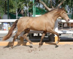 Pferd Impetuoso Gap II (Pura Raza Espanola (PRE), 2004, von Festivalero)