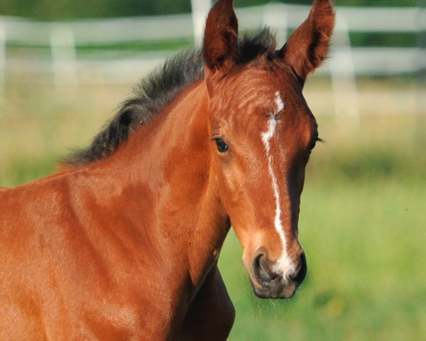 jumper Varys Maximus Z (Zangersheide riding horse, 2022, from Vigaro)