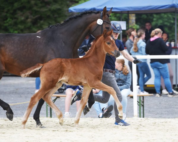 Dressurpferd LKS Ferliebt (Westfale, 2023, von Flashbang)