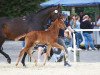 dressage horse LKS Ferliebt (Westphalian, 2023, from Flashbang)