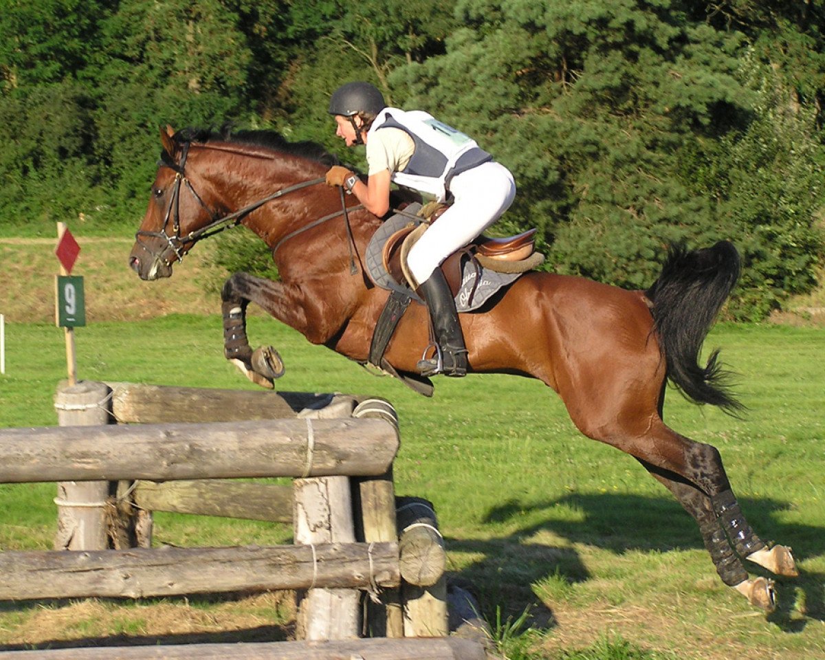 stallion Basyl (Shagya Arabian, 2000, from Bahadur ShA)