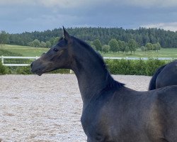 Springpferd Aladdin (Trakehner, 2023, von Devdas ox)