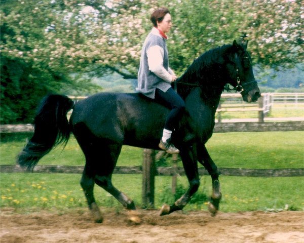 stallion Bahadur ShA (Shagya Arabian, 1991, from Herold)