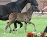 dressage horse Hengst von Sir Heinrich / Don Rubin (Westphalian, 2016, from Sir Heinrich OLD)