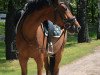 dressage horse Cassiopeia 140 (German Riding Pony, 2019, from Classic Dancer I)