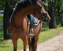 dressage horse Cassiopeia 140 (German Riding Pony, 2019, from Classic Dancer I)