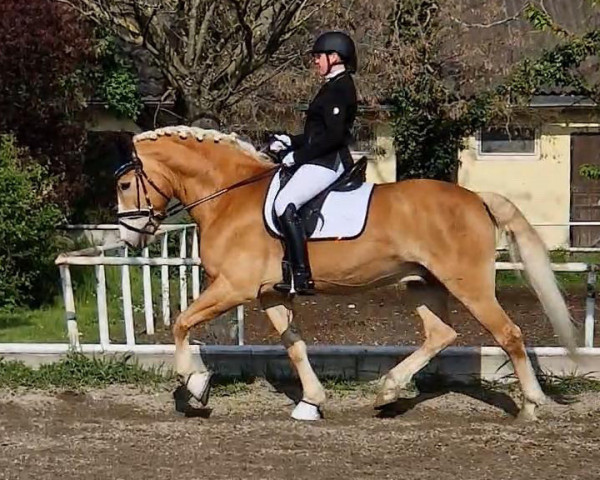 dressage horse Adriano (Haflinger, 2009)