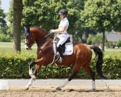 dressage horse Zalenciano (Westphalian, 2019, from Zoom)