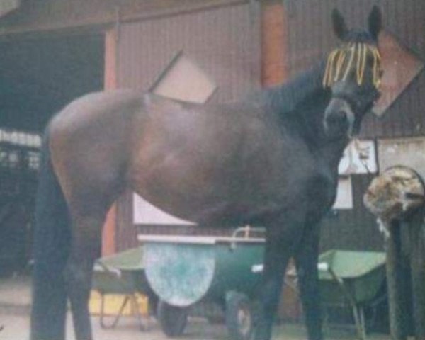 broodmare Fortuna (Hessian Warmblood, 2002, from Falkenfürst)