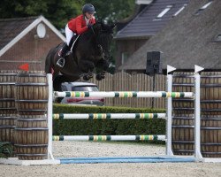 Zuchtstute Jolie VH Molenhof (Belgisches Warmblut, 2009, von Nabab de Rêve)