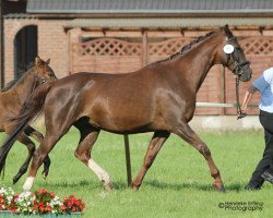 broodmare Maitreya (Westphalian, 1997, from Marquis)