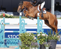 jumper Jackson van den Bisschop (Belgian Warmblood, 2009, from Flipper d'Elle)