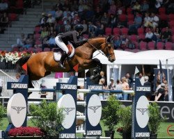 jumper Napoli Vh Nederassenthof (Belgian Warmblood, 2013, from President)