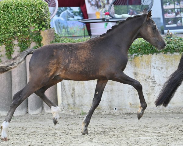 Dressurpferd HLT Gonna be famous (Deutsches Reitpony, 2023, von Gipfelstürmer)