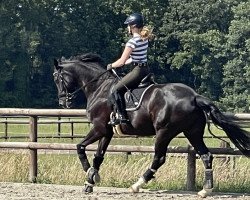 dressage horse Davinoir (Westphalian, 2014, from Don Nobless)