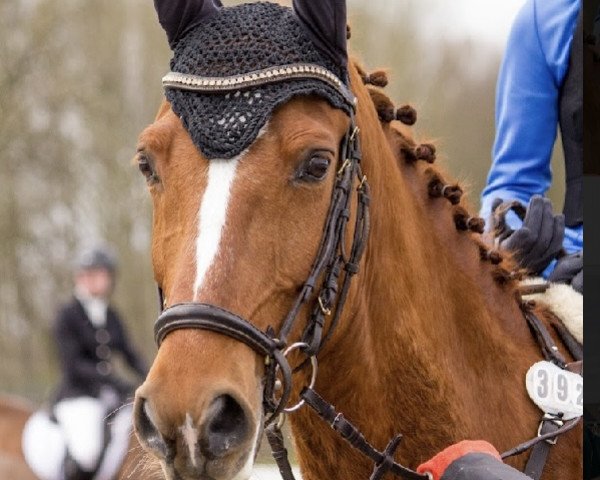 jumper Morton D (German Riding Pony, 2012, from Mc Fly High D)