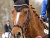jumper Morton D (German Riding Pony, 2012, from Mc Fly High D)