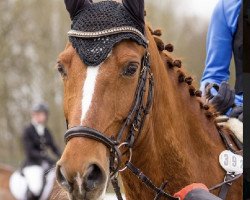 jumper Morton D (German Riding Pony, 2012, from Mc Fly High D)