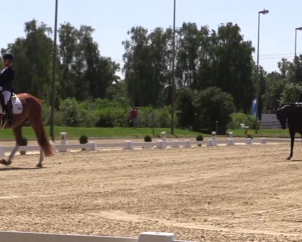 Reitturnier Münster-Roxel 2023