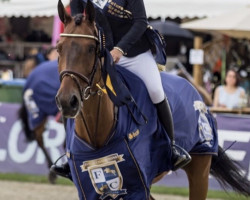 jumper Quarrycrest Reflection (Irish Sport Horse, 2009, from Clover Echo)