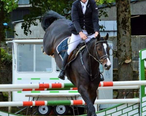 Deckhengst Sligo Candy Boy (Irish Sport Horse, 2009, von Balou du Rouet)