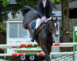 stallion Sligo Candy Boy (Irish Sport Horse, 2009, from Balou du Rouet)