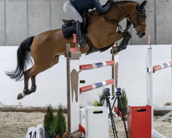 jumper Nuorum van Bareelhof (Belgian Warmblood, 2013, from Dior van Berkenbroek)