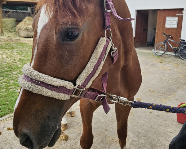 horse Olando Junior (polish noble half-breed, 2019)