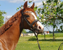 broodmare Tante Käthe (German Riding Pony, 2019, from Top Vidal)