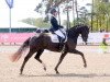 dressage horse Dark Chocolate 52 (Westphalian, 2018, from Da Vinci Code 6)