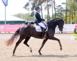 dressage horse Dark Chocolate 52 (Westphalian, 2018, from Da Vinci Code 6)