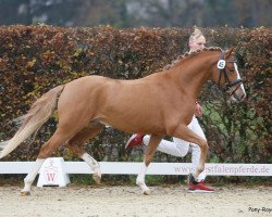 dressage horse Glückstrommler (German Riding Pony, 2019, from HET Golden Dream)