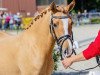 broodmare Gummibärchen 9 (German Riding Pony, 2019, from Withe Lights Lion)