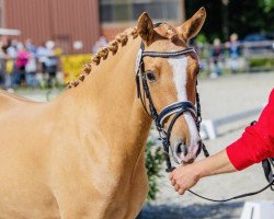 Zuchtstute Gummibärchen 9 (Deutsches Reitpony, 2019, von Withe Lights Lion)