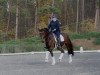 dressage horse For Dancing 5 (Oldenburg, 2013, from For Romance I)