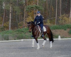 dressage horse For Dancing 5 (Oldenburg, 2013, from For Romance I)