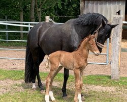 dressage horse Enzo (Oldenburg, 2023, from Escolar)