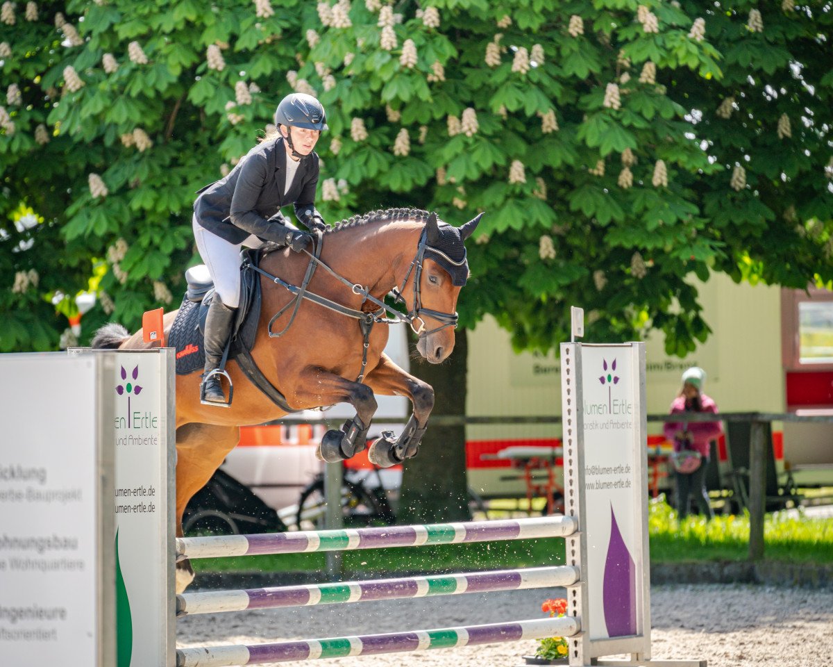 Springpferd Olina K (Deutsches Sportpferd, 2019, von OGANO)