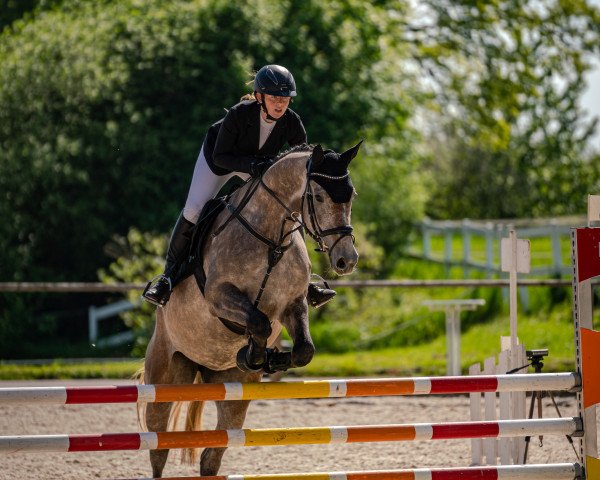 jumper Cindy K 3 (Oldenburg show jumper, 2019, from Casino Berlin OLD)