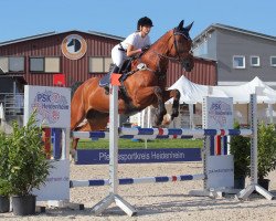 jumper General Lee (Swedish Warmblood, 2011, from Eldorado vd Zeshoek Tn)