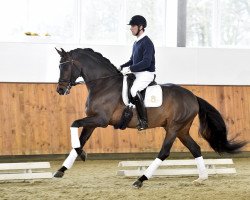 stallion Tomahawk (Swedish Warmblood, 2009, from Tailormade Temptation)