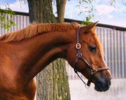 horse Cohiba ox 11 (Arabian thoroughbred, 2000, from Djel Bon ox)