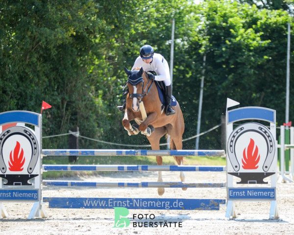 Springpferd Speedy vd Heffinck (Belgisches Warmblut, 2018, von Foncetti vd Heffinck)