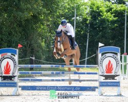 jumper Speedy vd Heffinck (Belgian Warmblood, 2018, from Foncetti vd Heffinck)