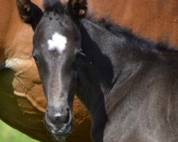 broodmare CECILIE (Holsteiner, 2010, from Cardenio)